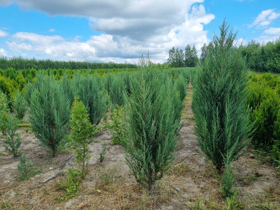 Jałowiec skalny ,,Blue Arrow" 200cm, blue arow, tuja, thuja