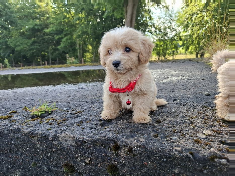 maltipoo szczeniak