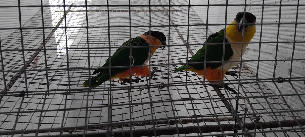 Casal marianinhas cabeça preta
