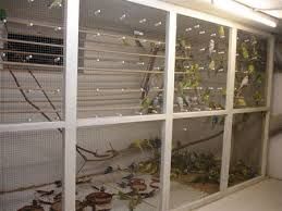 Vendo piriquitos australianos