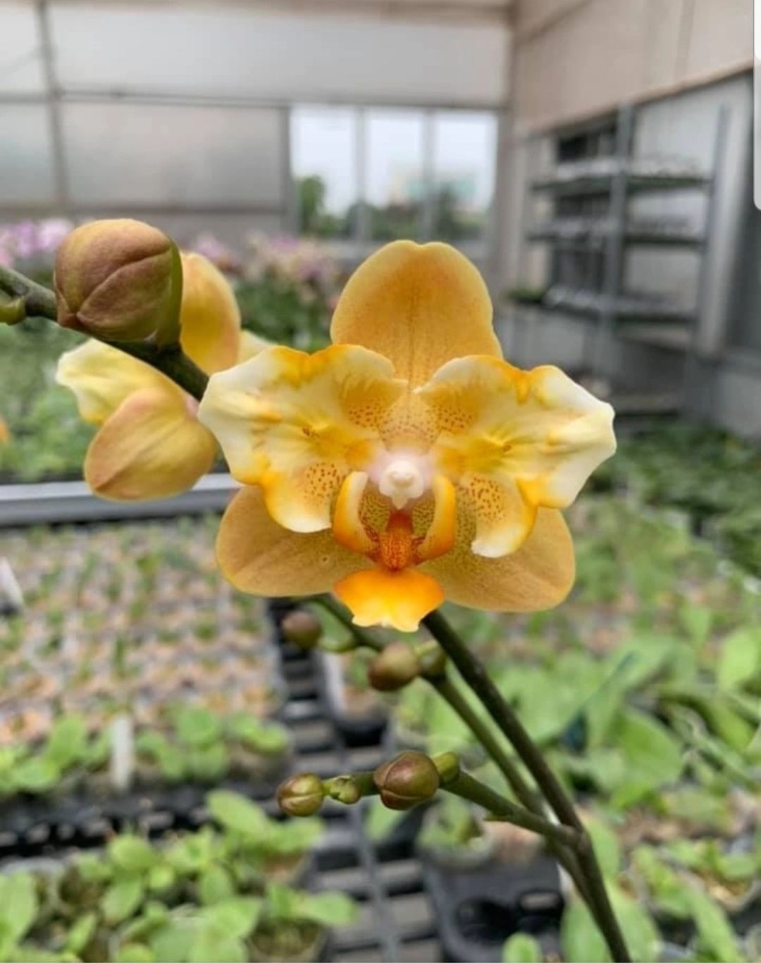 Орхидея Phal, Little Emperor ES, бабочка