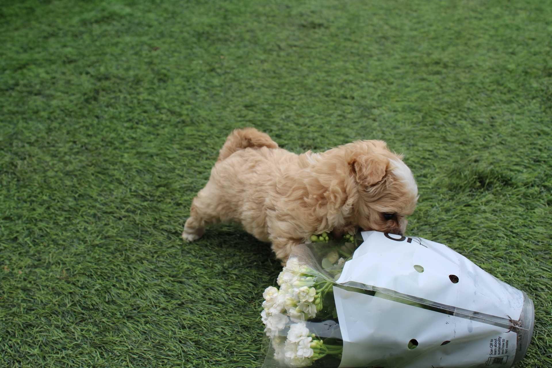 Maltipoo ,Śliczna Malutka Suczka