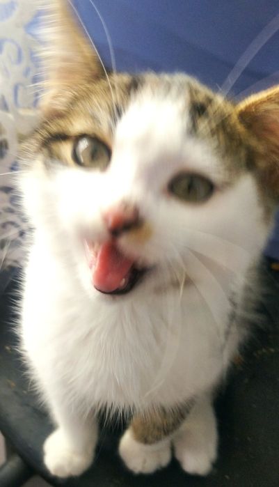 Кошеня, хлопчик, в пошуках господаря і дому