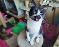 Роскошный кот Нясик с зелёными глазами (1 год, кастрирован)