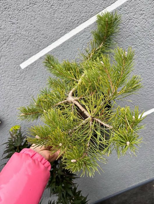 саджанці хвойних рослин