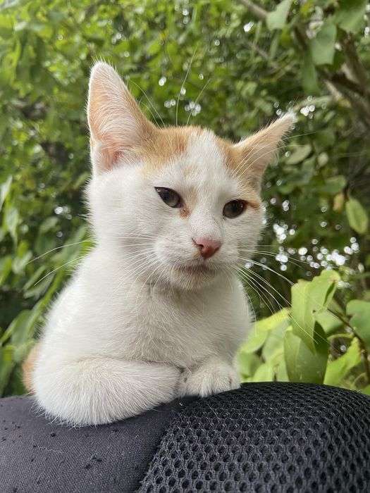 3-miesięczna kotka szuka domu