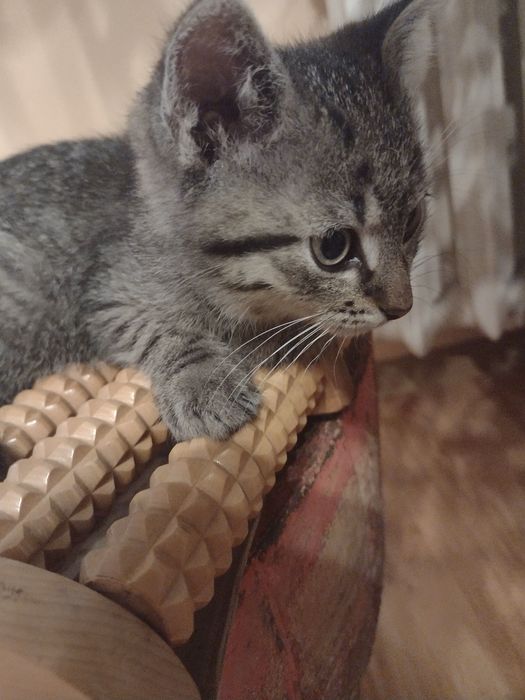 Maluszek ,kocurek,szuka domku.