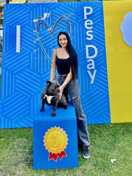 Французкий бульдог вязка