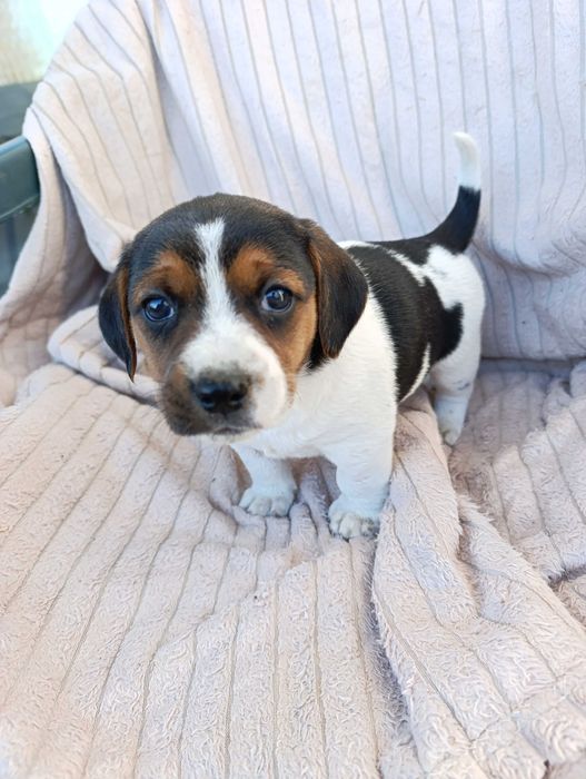 Pieski szczeniaki za darmo