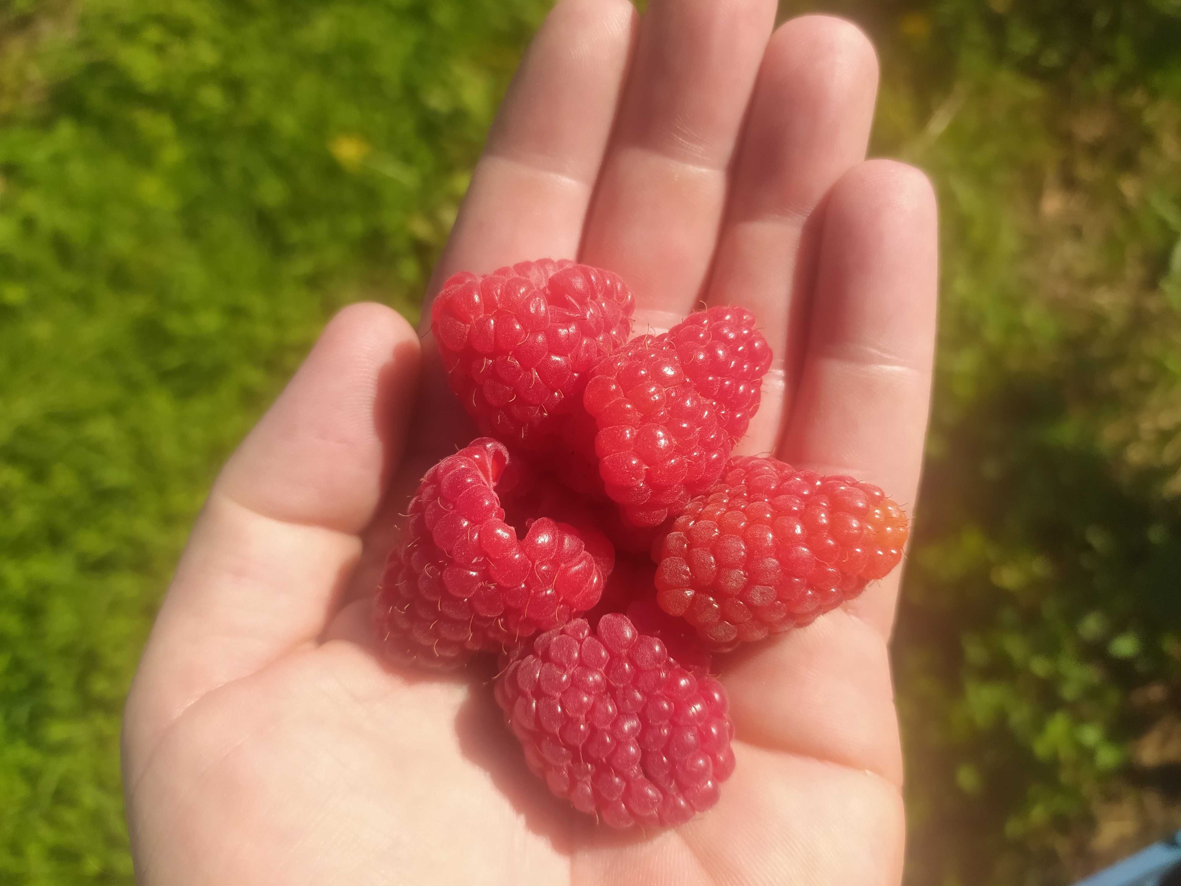 Maliny Enrosadira - Mapena - Delniw. / możliwa wysyłka /