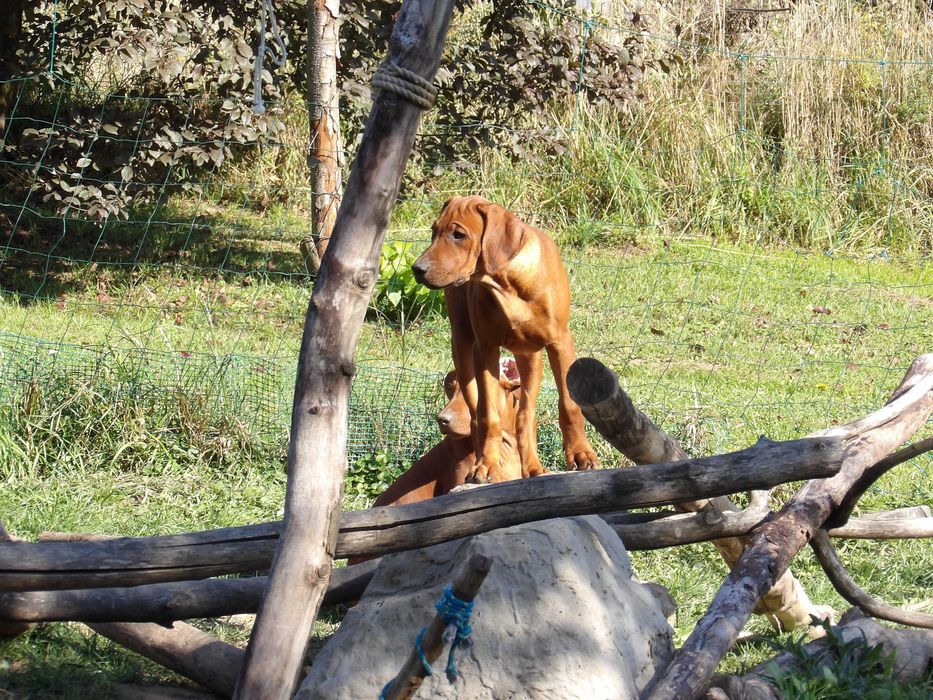 Ostatnie Szczenię Rhodesian Ridgeback- Wystawowe ZKwP + Paszport