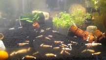 Krewetki Caridina Mix