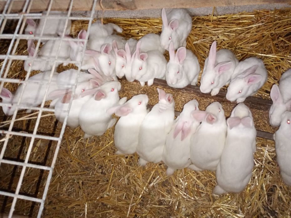 Sprzedam młode termondy.