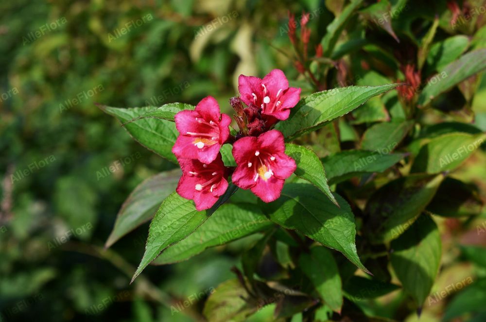 Krzewuszka 'Eva Rathke' (Weigela) Mrozoodporny krzew Doniczka 2.0L