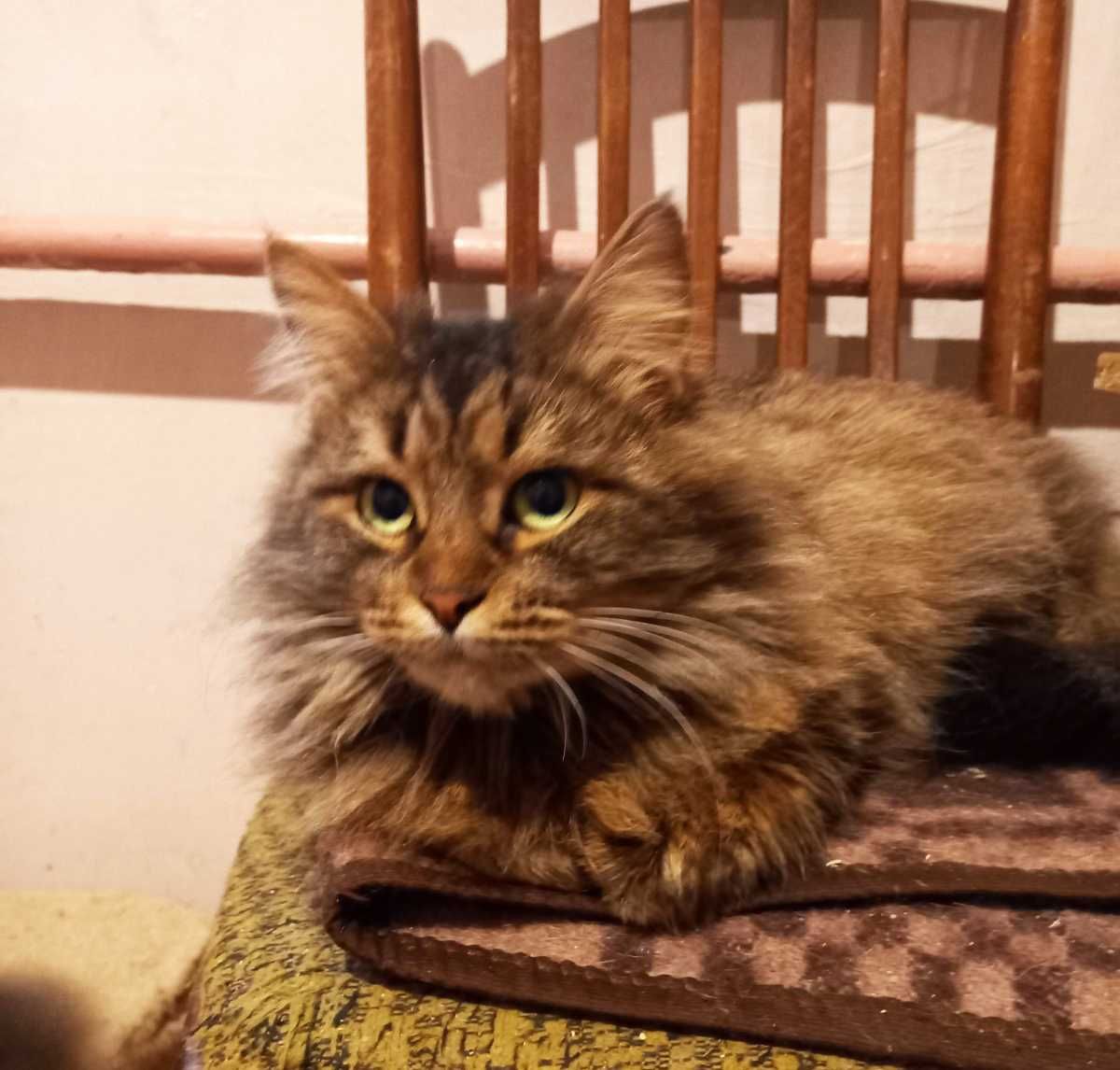 Киця Касандра, або просто Кася | кішка кицюня 1 рік