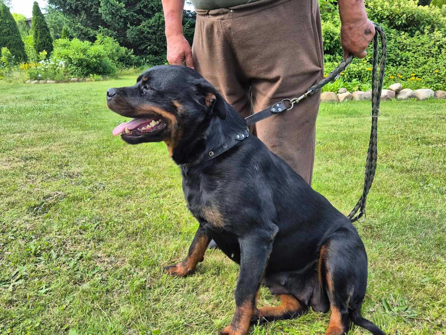 Sprzedam szczeniaka Rottweiler