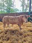 Byk Blonde d'aquitaine
