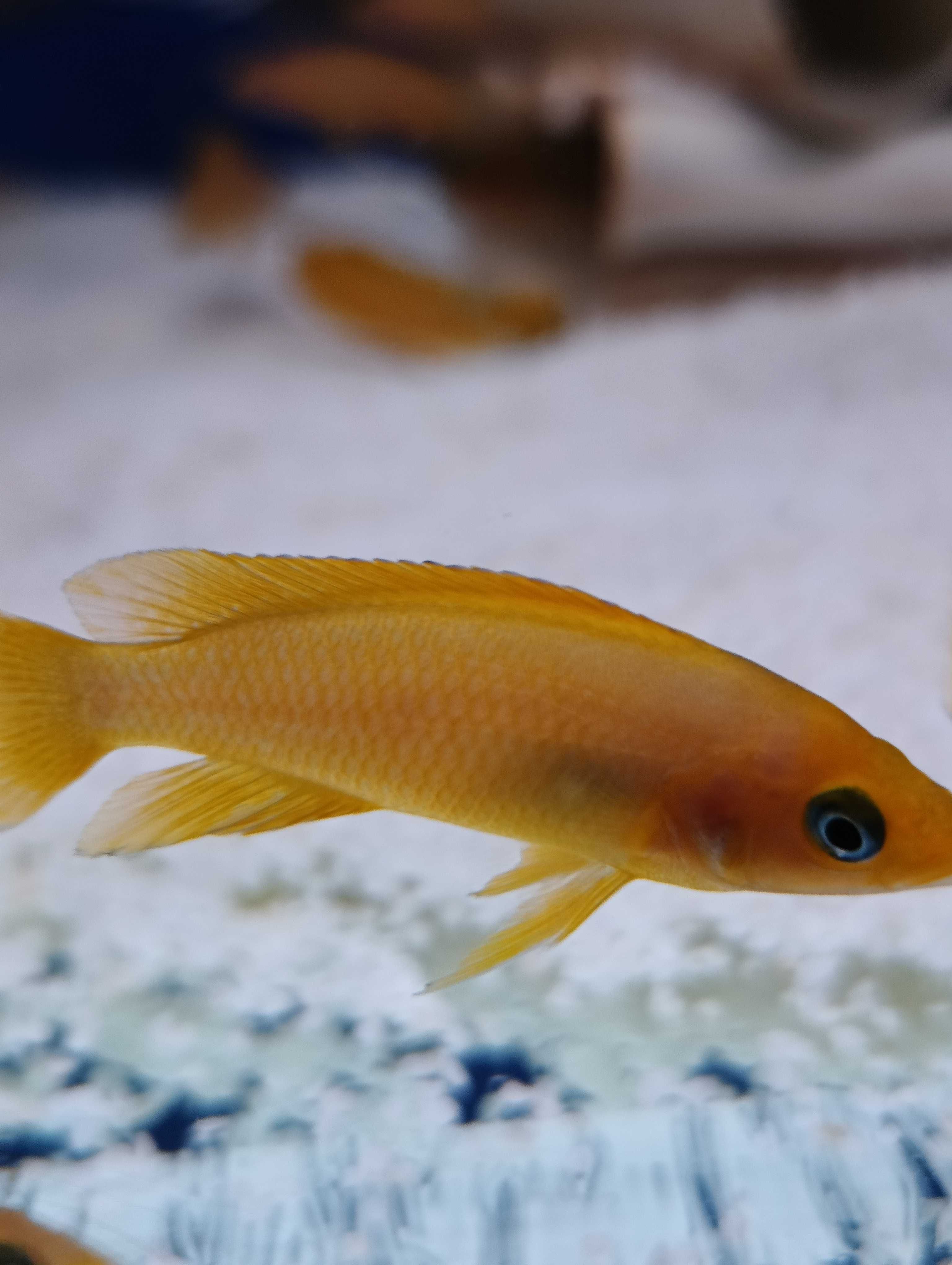 Rybki dorosłe Neolamprologus Leleupi Talama ,, Tanganika Koło ''