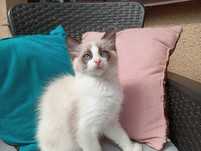 Kotka Ragdoll z rodowodem