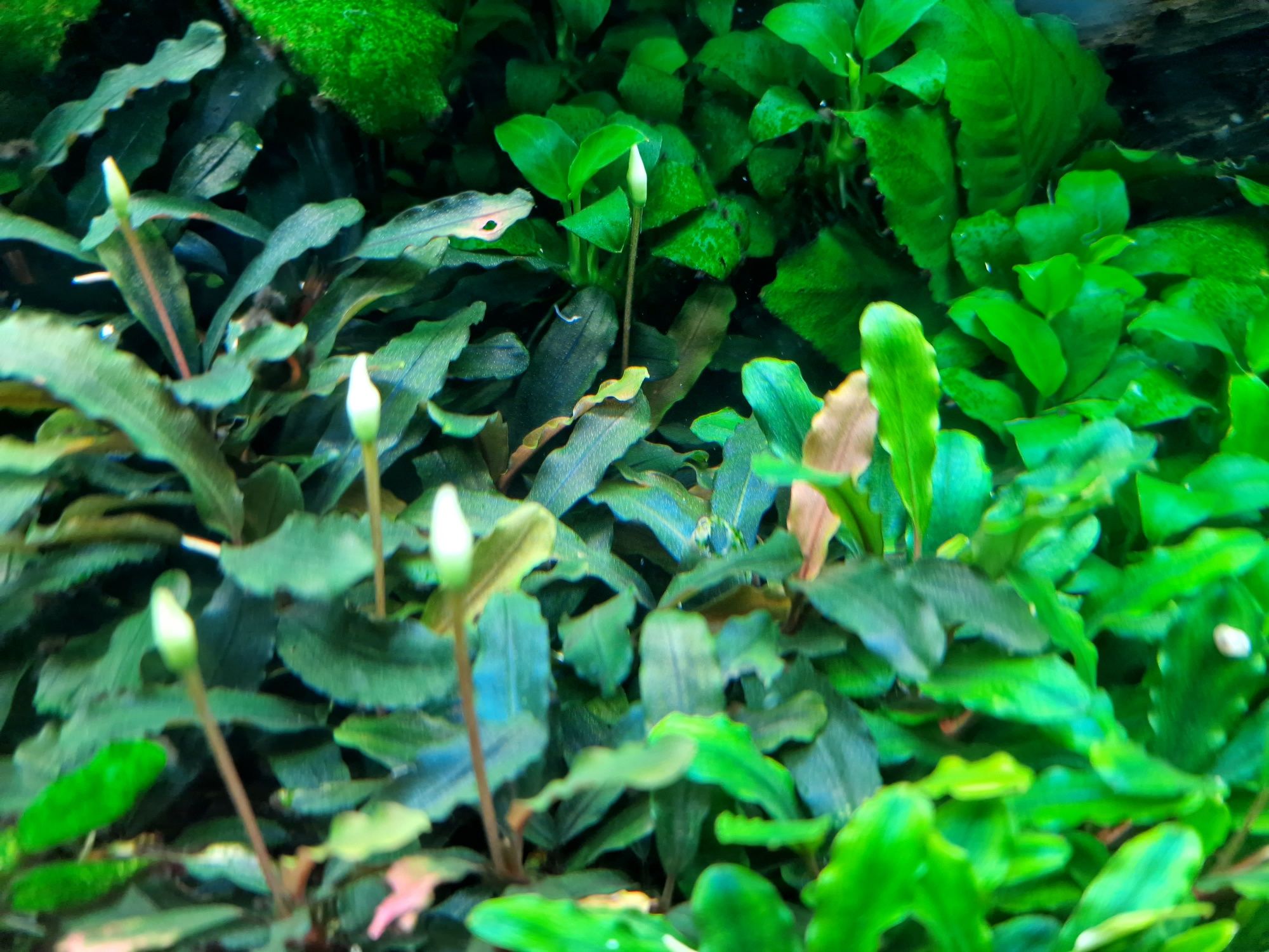 Bucephalandra rożne 4 odmiany - 10szt. Sadzonek