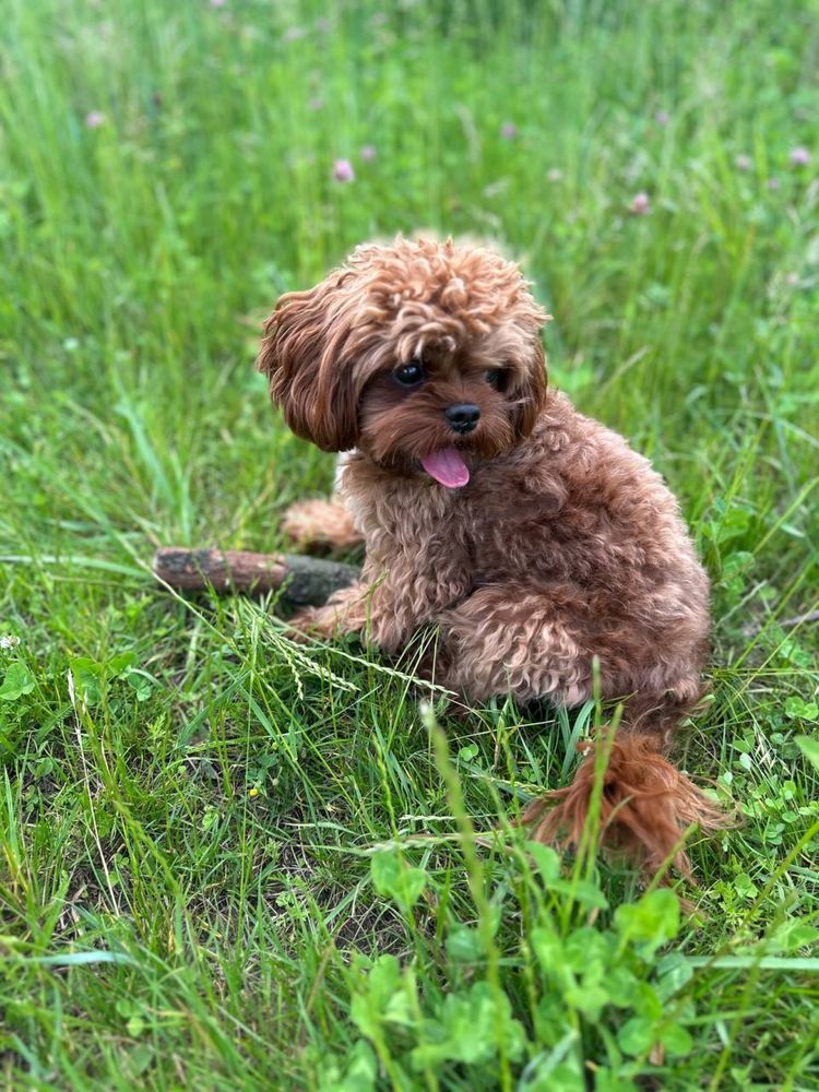 Вязка Кавапу (Cavapoo) – шикарный кобель для вашей любимицы