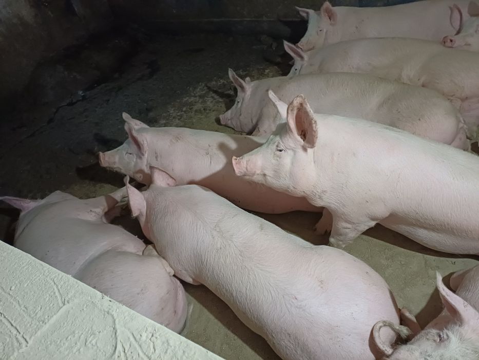 Свині мясної породи