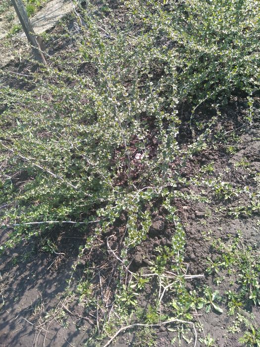 Продается очень урожайный сорт крыжовника Малахит, саженцы 3 года уже