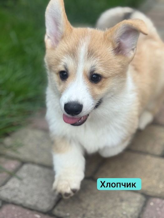Маленькі коргі з великими серцями