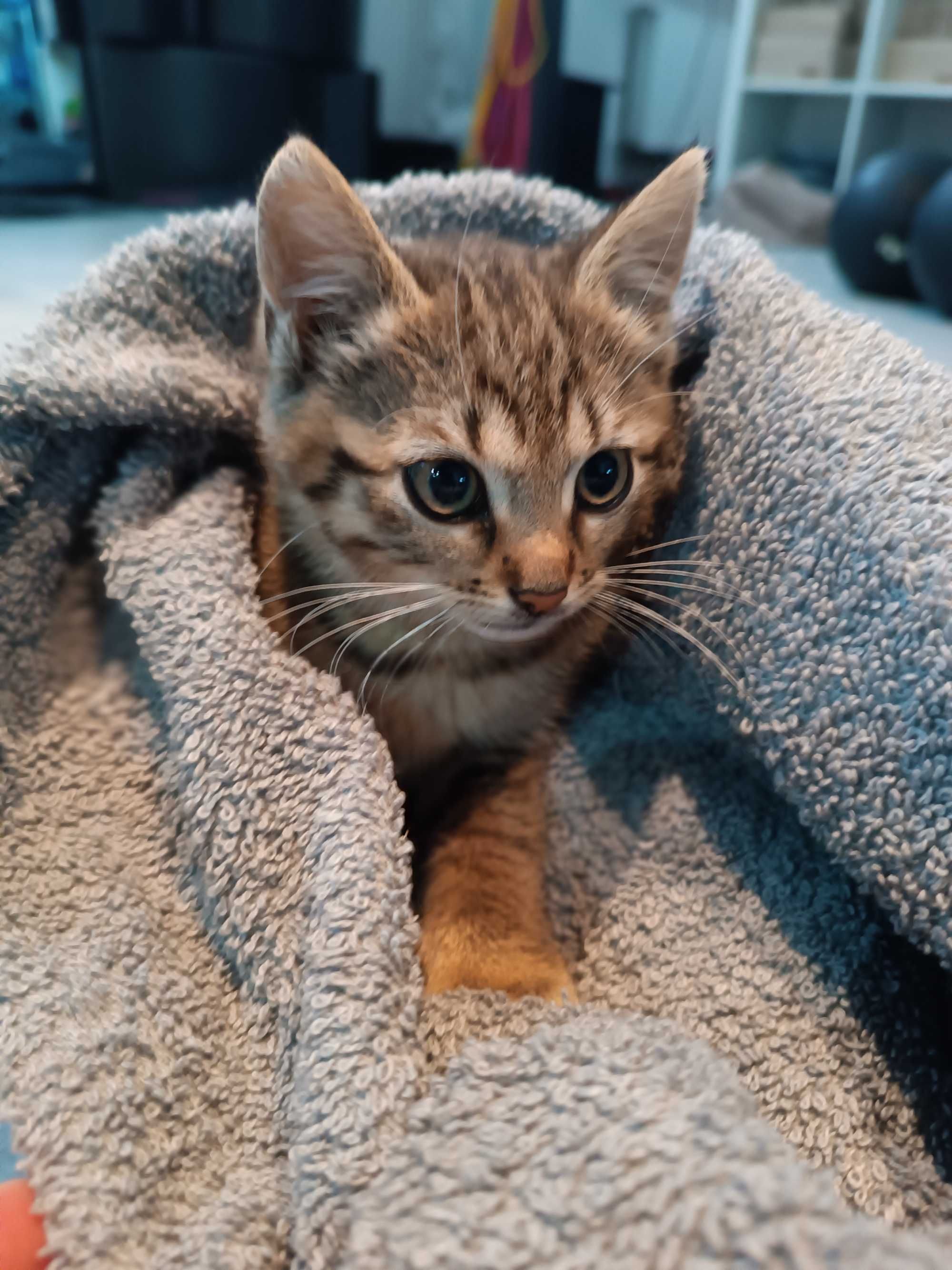 Kotki do adopcji