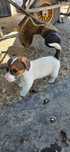 Vendo Cachorro Jack Russell Terrier