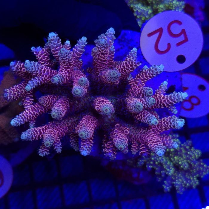 Acropora Rainbow – matecznik WYSIWYG #52