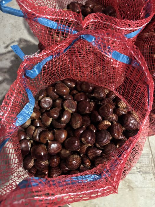 Castanhas de Trás-os-Montes