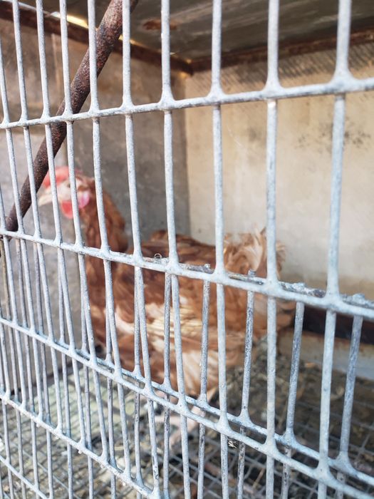 Продажа  курей несушок!!!