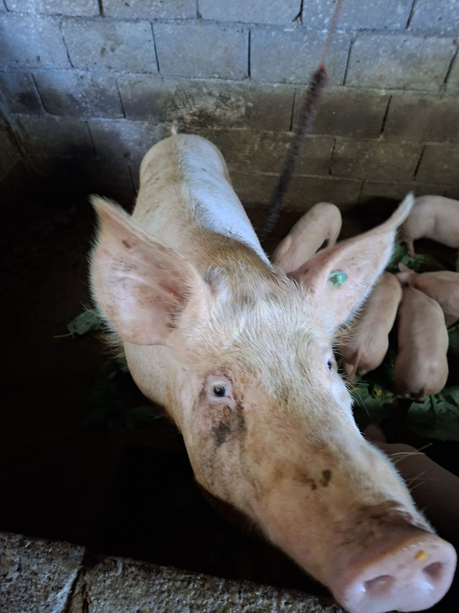 Vendo leitoes  pietran x landrace