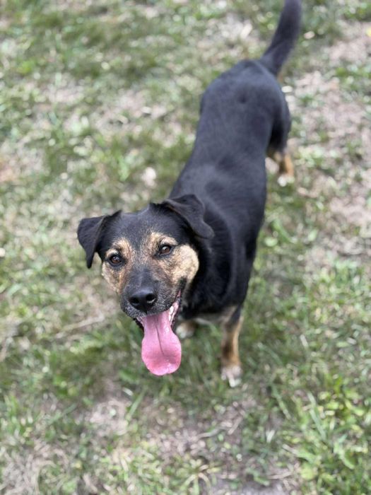 Piesek do Adopcji samiec