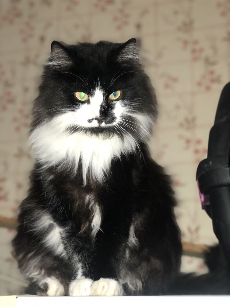 Котик Мурзик 3 года бесплатно