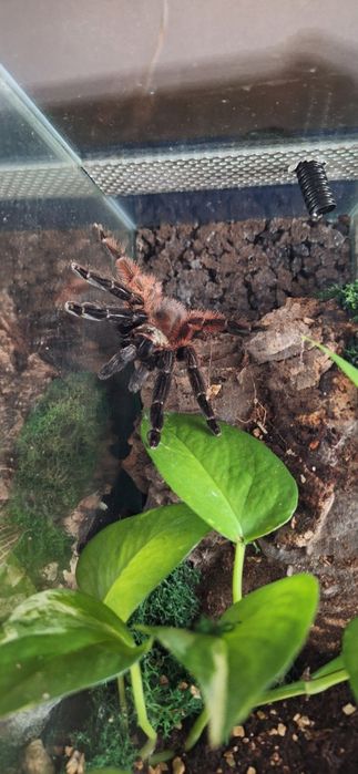 Psalmopoeus Victori 2,5DC