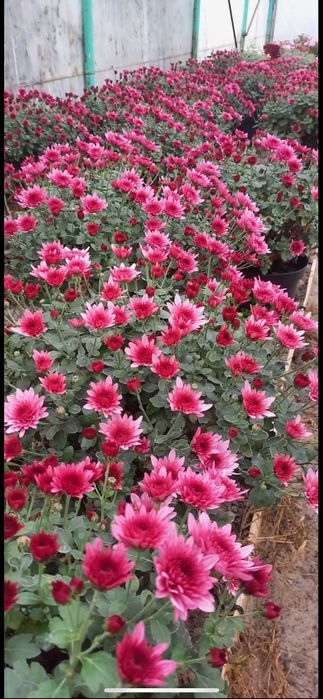 Хризантема у горщиках