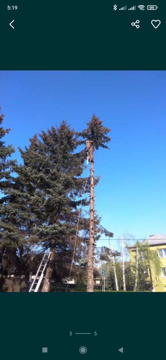 Trawnik koszenie karczowanie wycinka drzew niwelacja terenu zakładanie