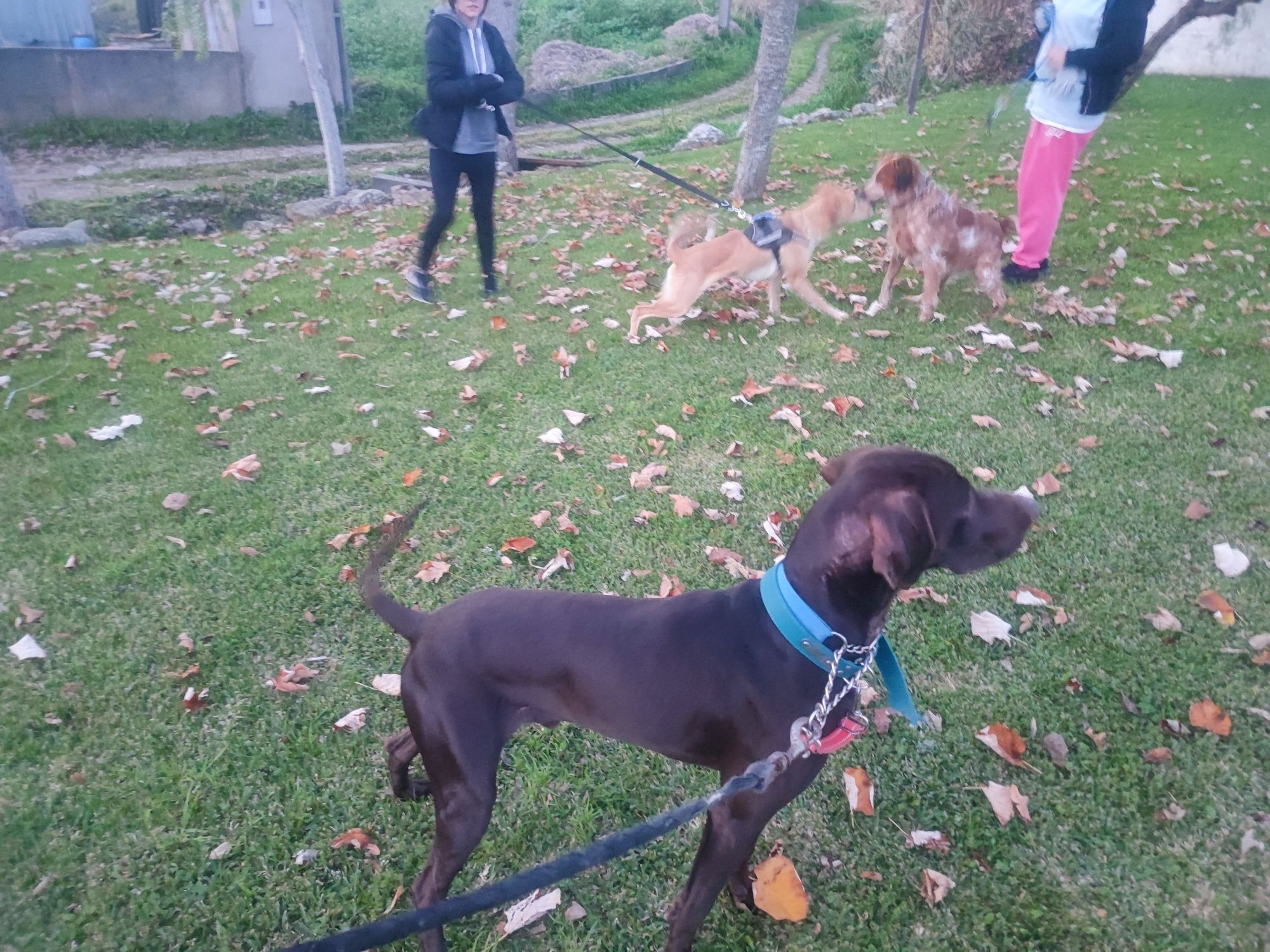 Estadia canina!!