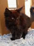 Kotka Maine coon