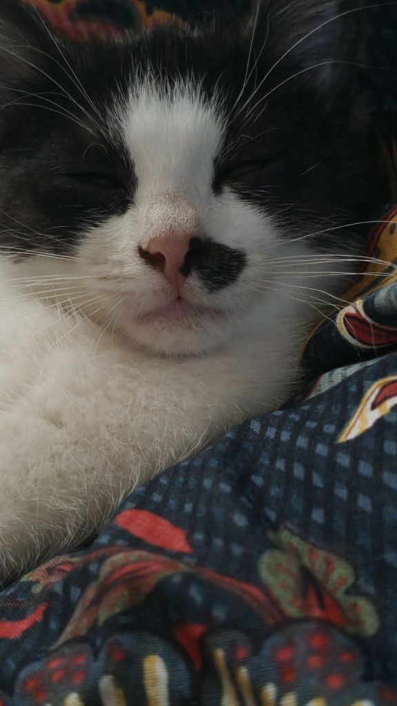 Śliczna kotka do adopcji
