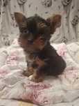 Yorkshire terrier - piesek miniaturka