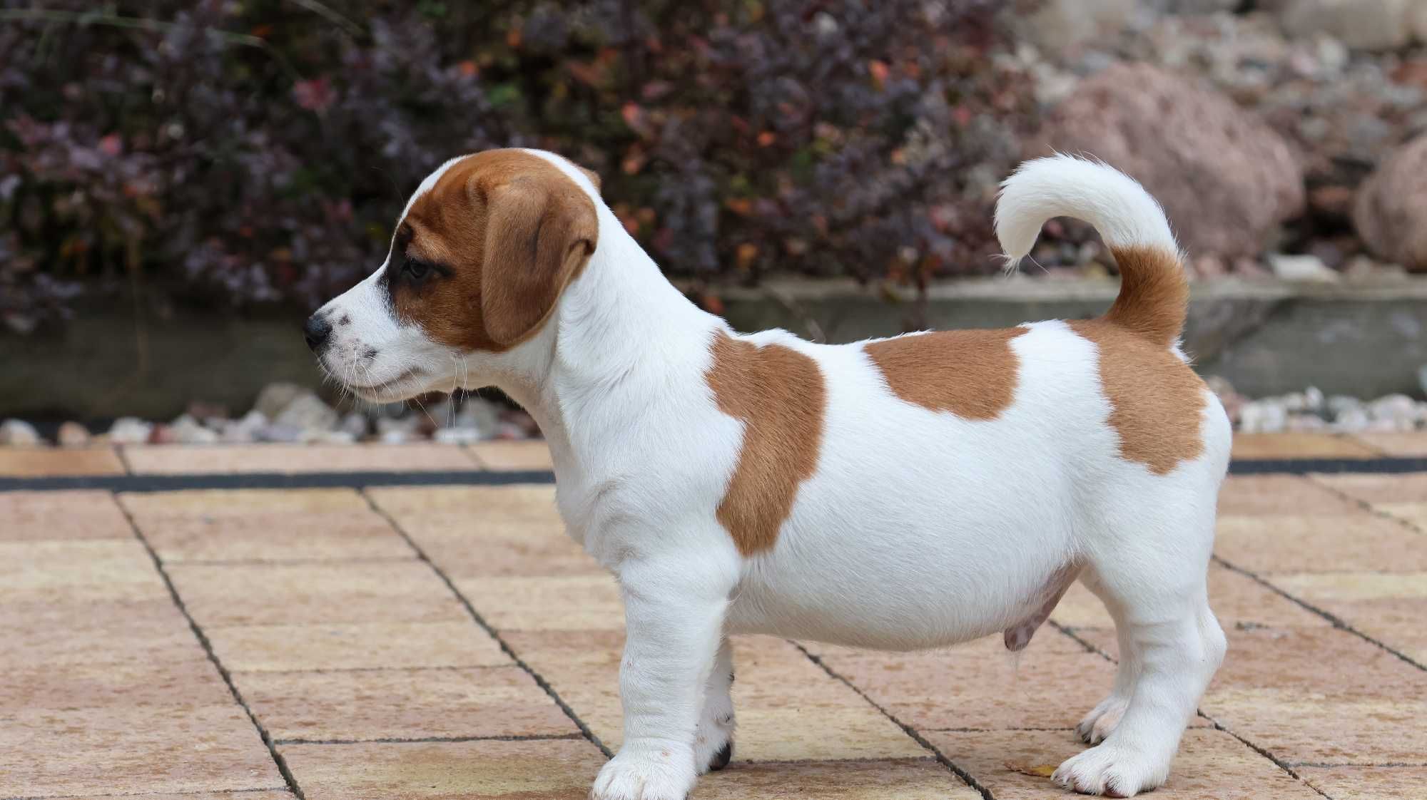 Już są!!- Jack Russell Terrier z hodowli"BREFIO"/badania genetyczne