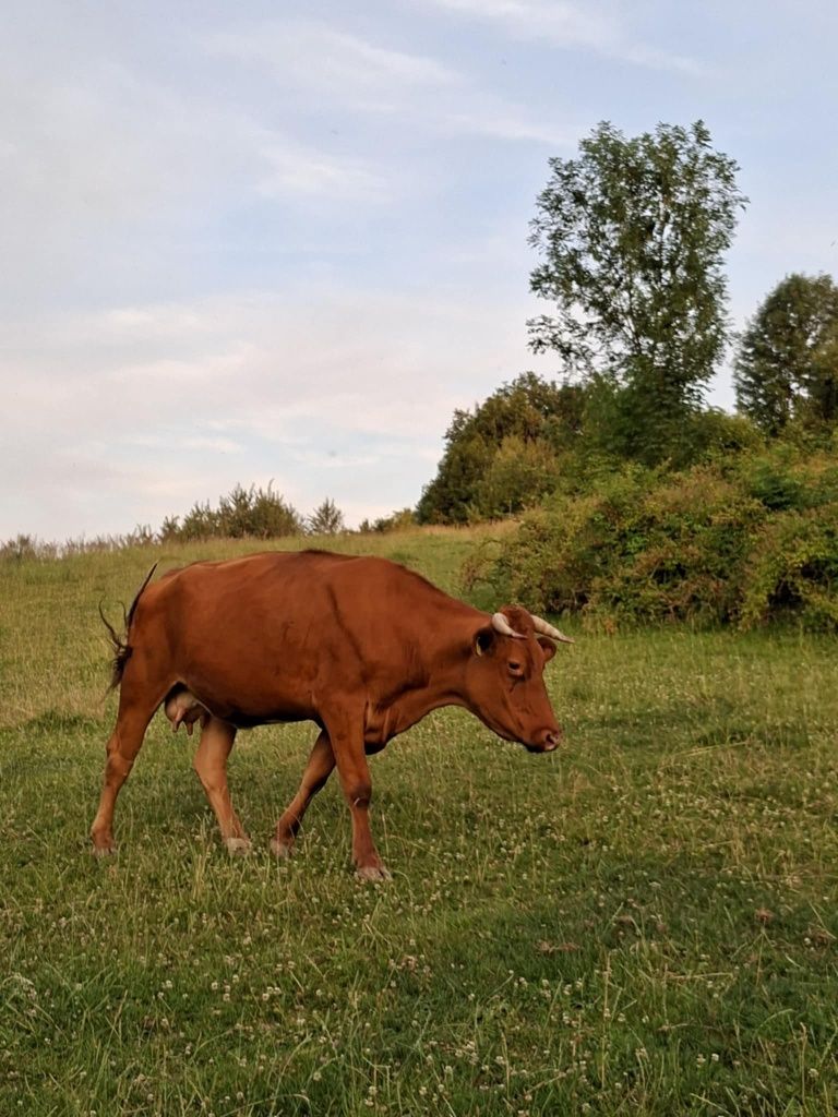 Ciele, Jałówka, krowa cielna