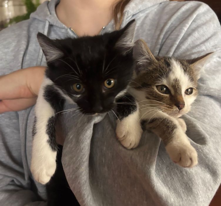 Oddam kotki w dobre ręce