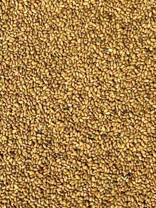 Продам семена люцерны