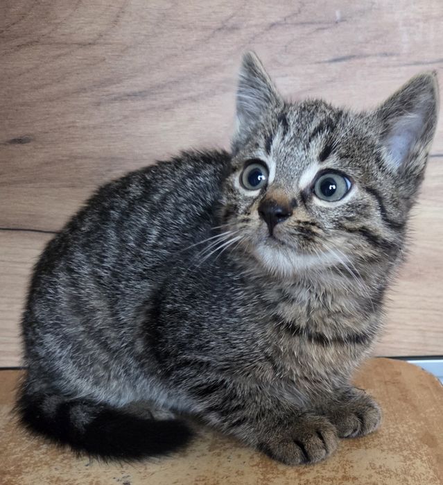 Кошенятко  дівчинка