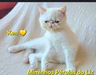 Gatinho persa exótico