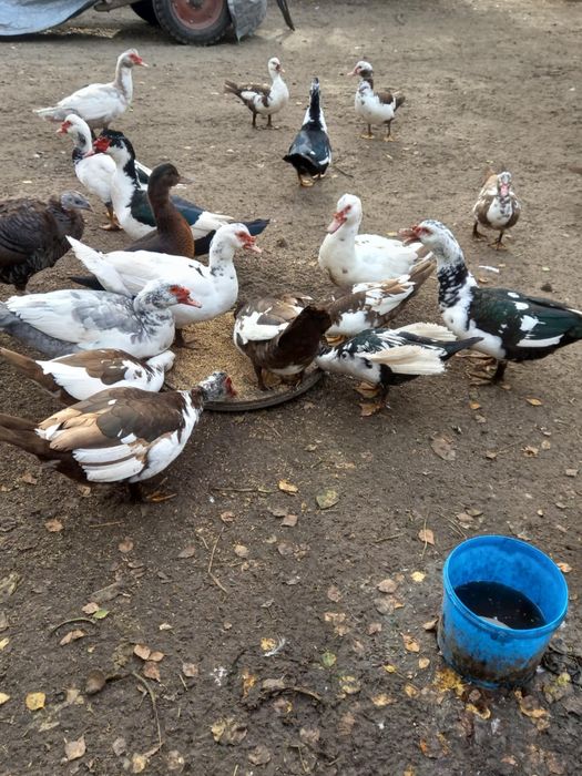 Kaczki i kaczory francuskie.